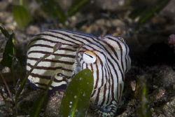 One of the most bizarre marine creatures in the world. Th... by Cal Mero 